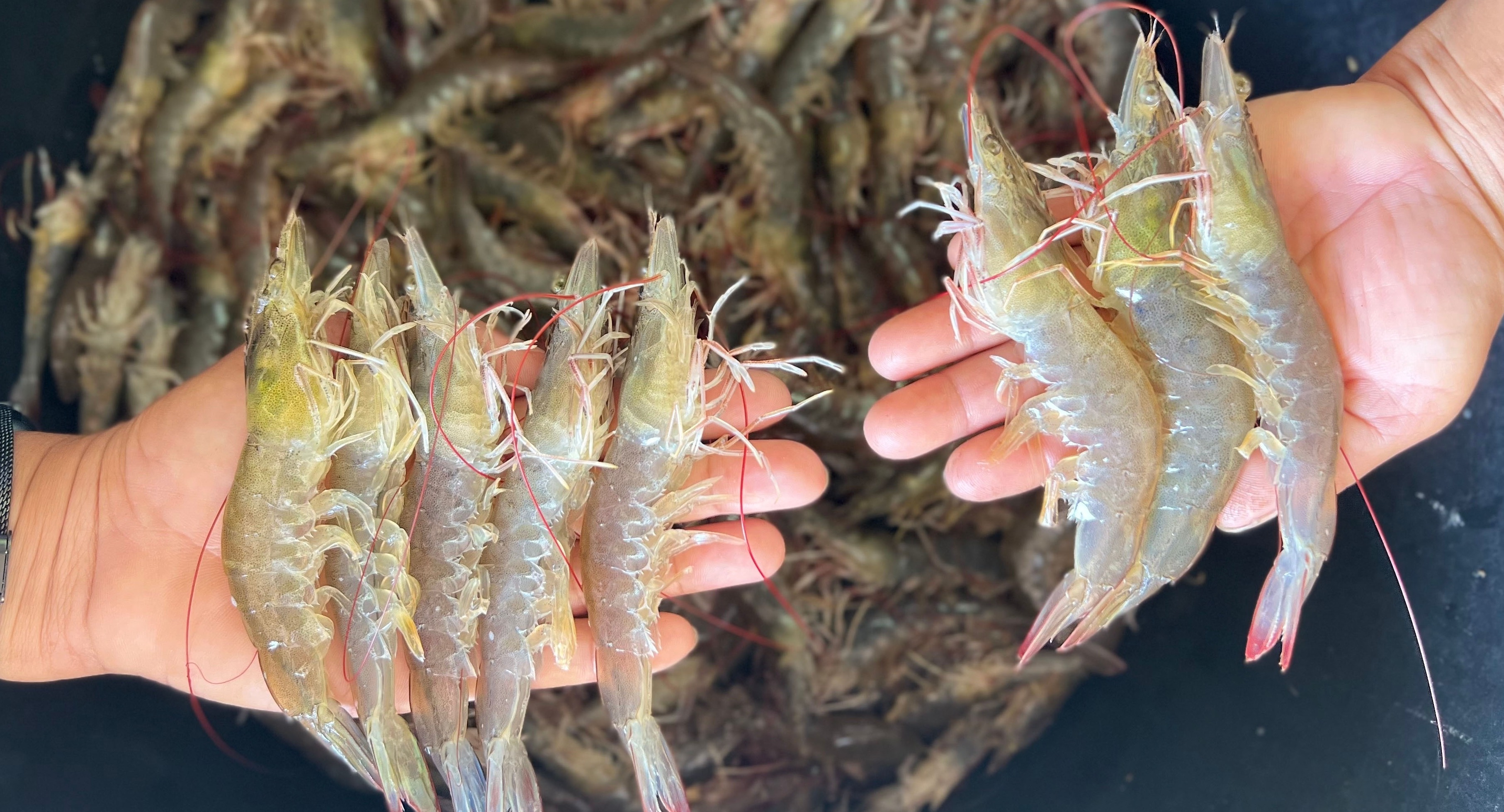 Cost-effective Okara-based Shrimp Feed Formulation